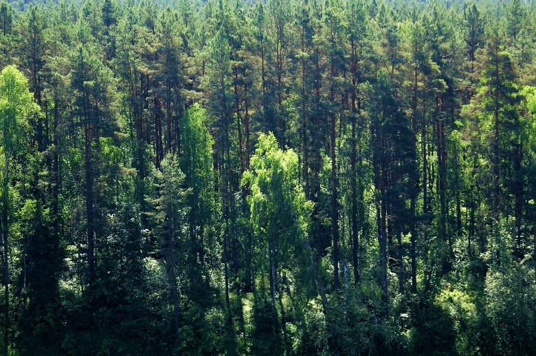 Free stock image of Forest created by HappyEnd