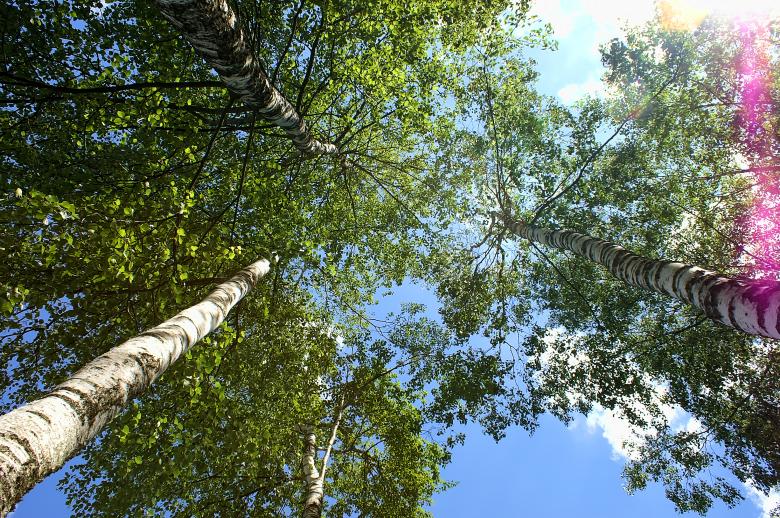 Free stock image of Trees top created by HappyEnd