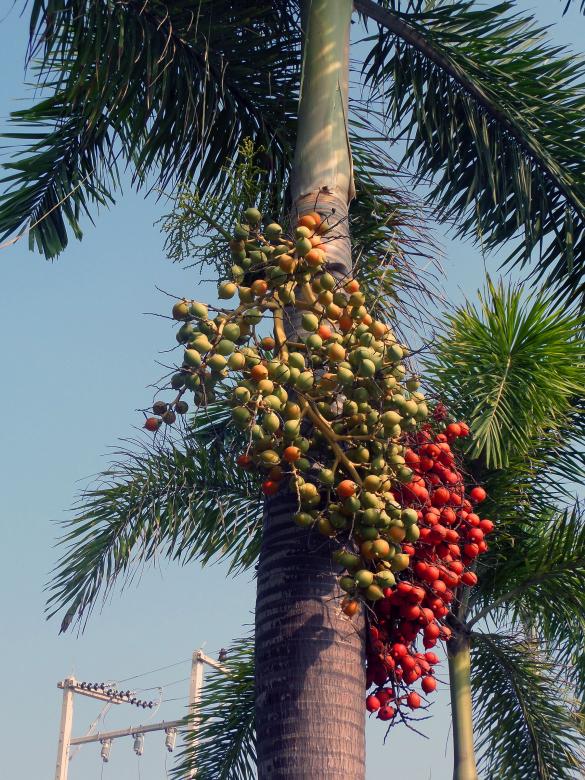 Free stock image of Betel nut created by Chas Mac
