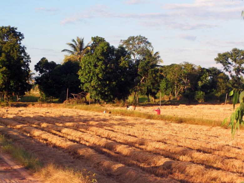 Free stock image of Harvested Thai rice field  created by Chas Mac