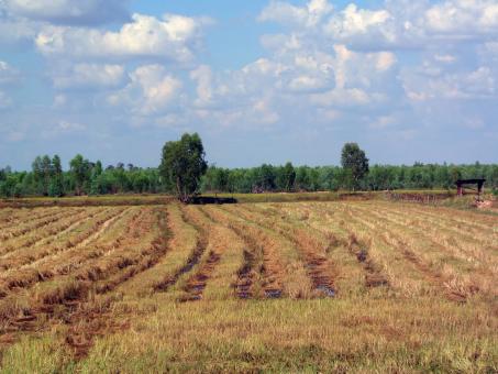 Harvested Thai rice field 