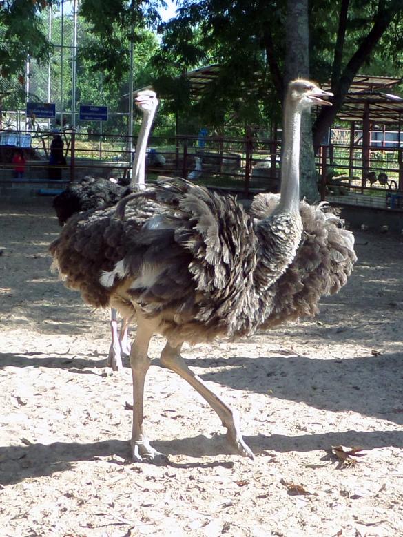 Free stock image of Ostriches created by Chas Mac