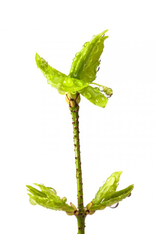 Free stock image of Spring leaves created by 2happy