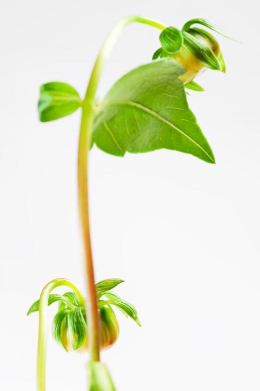 Free stock image of Plant created by 2happy