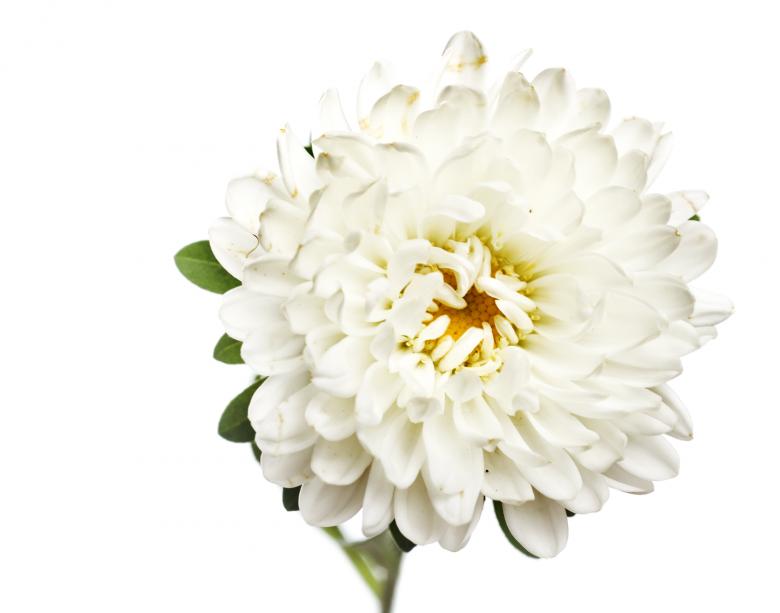 Free stock image of spring flower created by 2happy