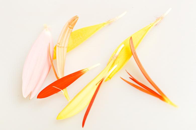 Free stock image of Flower petals created by 2happy