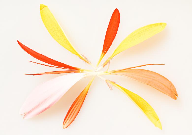 Free stock image of Flower petals created by 2happy