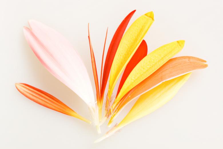 Free stock image of Flower petals created by 2happy