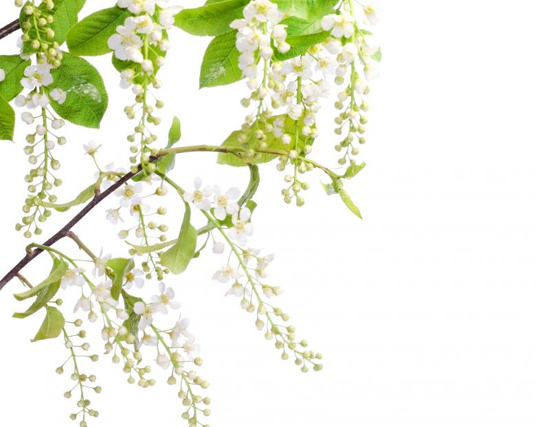 Free stock image of Spring Flowers Blossoming created by 2happy