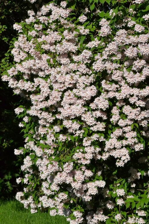 Free stock image of Beauty bush - Kolkwitzia created by Tomas Adomaitis