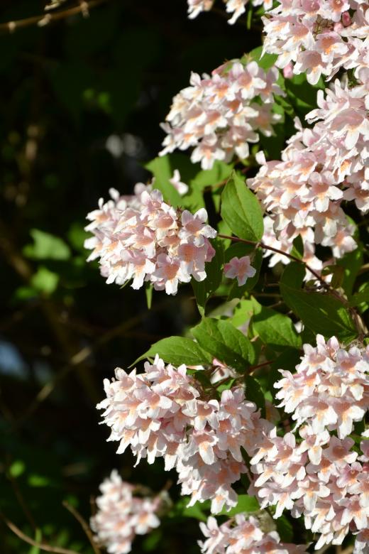 Free stock image of Flowering beauty bush created by Tomas Adomaitis