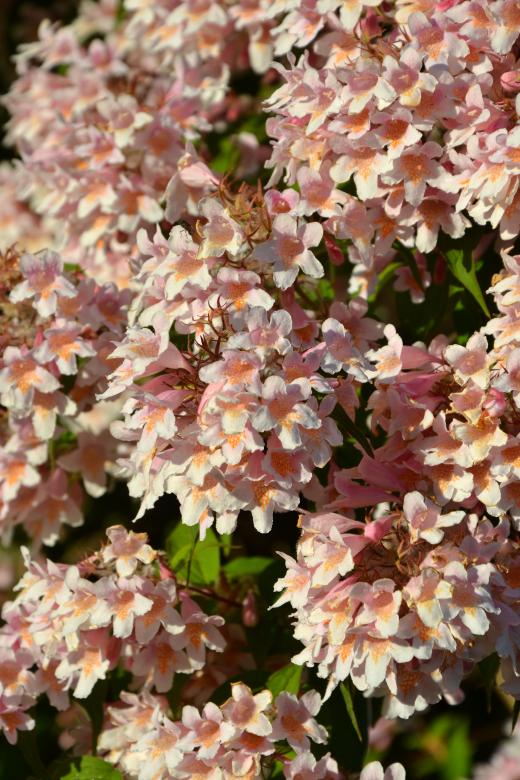 Free stock image of Beauty bush created by Tomas Adomaitis