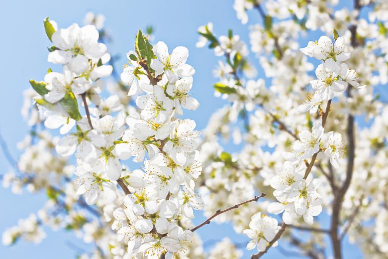 Free stock image of flowers in sky created by 2happy