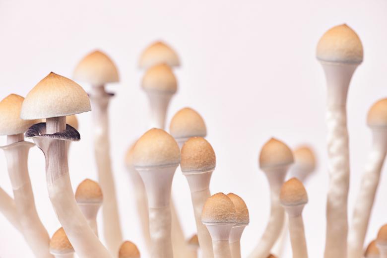 Free stock image of mushrooms created by 2happy