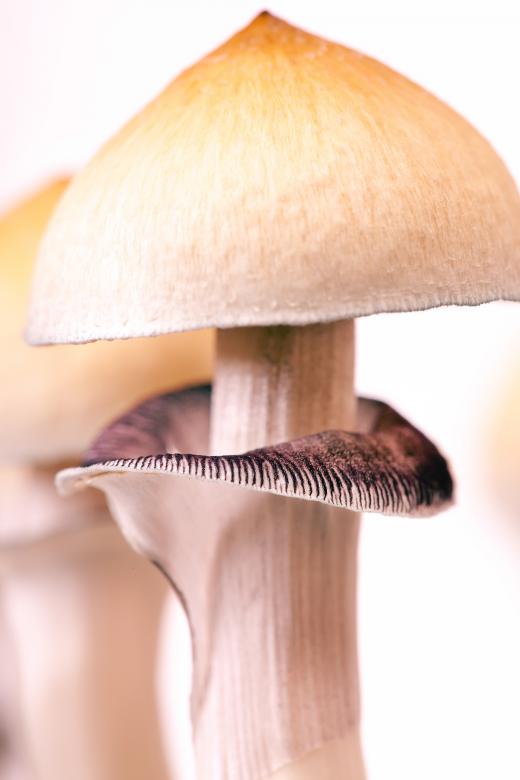 Free stock image of Mushroom Closeup created by 2happy