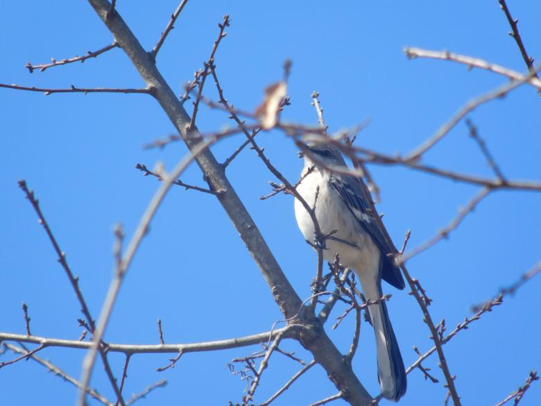 Free stock image of Birdie created by Casey seitz