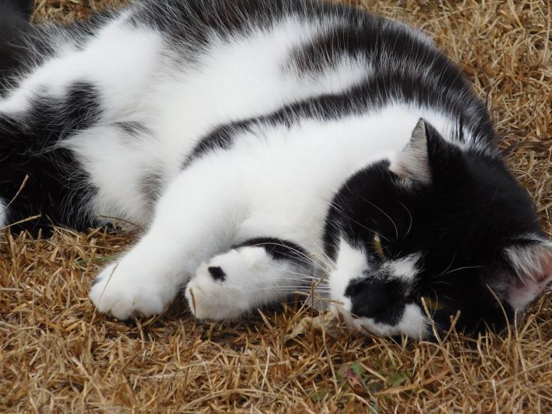 Free stock image of Lazy Cat created by Casey seitz