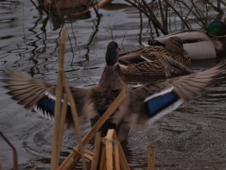 Free stock image of Ducks created by Marko Mäkinen