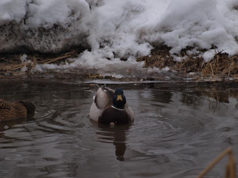 Free stock image of Ducks created by Marko Mäkinen