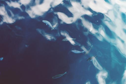 Free Stock Photo of Group of Fish