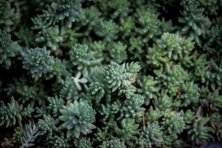 Free stock image of Plants Upclose created by Unsplash