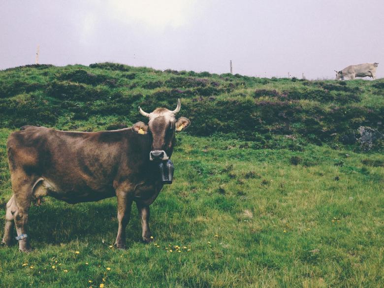 Free stock image of Cow created by Unsplash