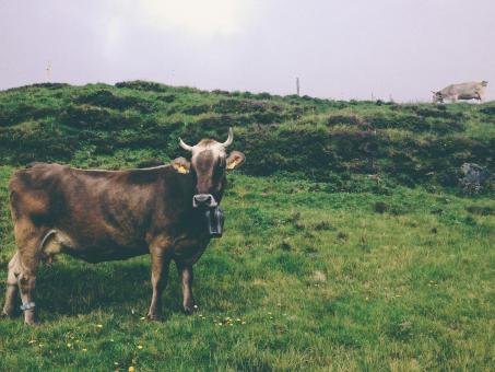 Free Stock Photo of Cow