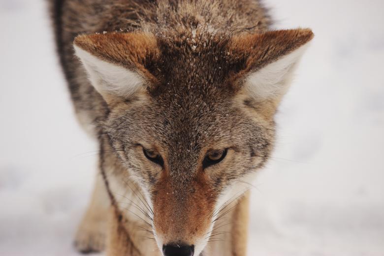 Free stock image of Fox created by Unsplash