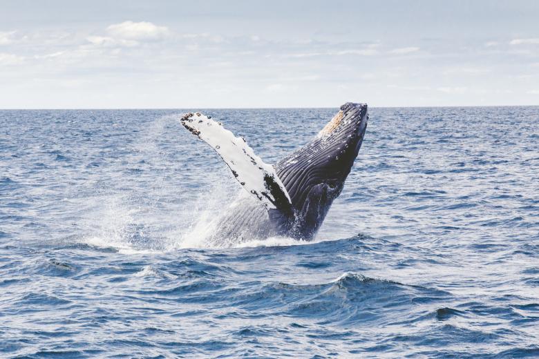 Free stock image of Dive created by Unsplash