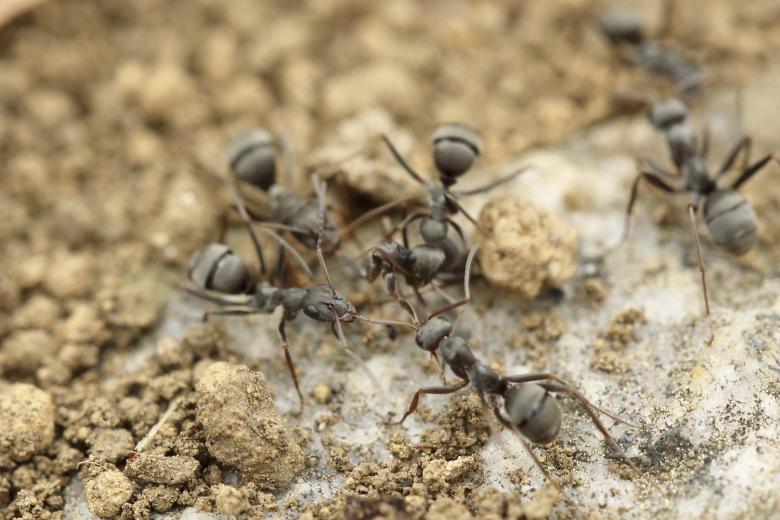 Free stock image of Running Ants created by Unsplash