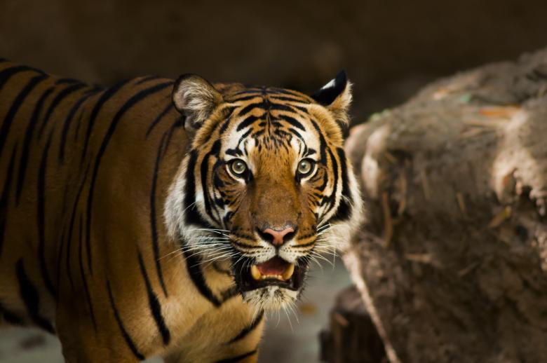 Free stock image of Bengal Tiger created by Unsplash