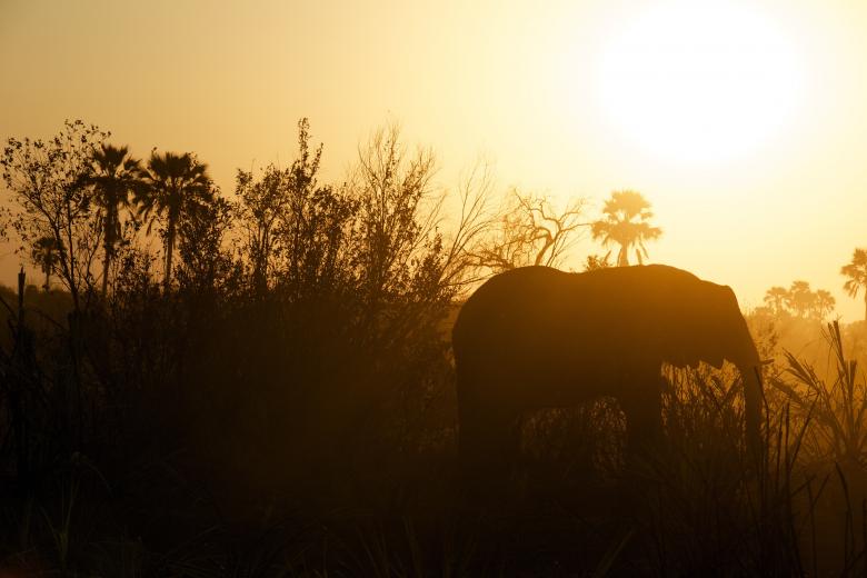 Free stock image of Into the wild created by Unsplash