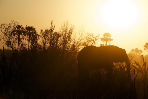 Into the wild - Free Stock Photo