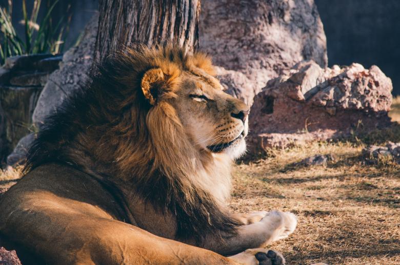 Free stock image of Kingdom created by Unsplash