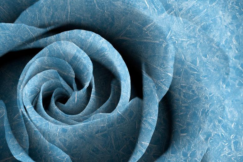 Free stock image of Arctic Rose created by Nicolas Raymond