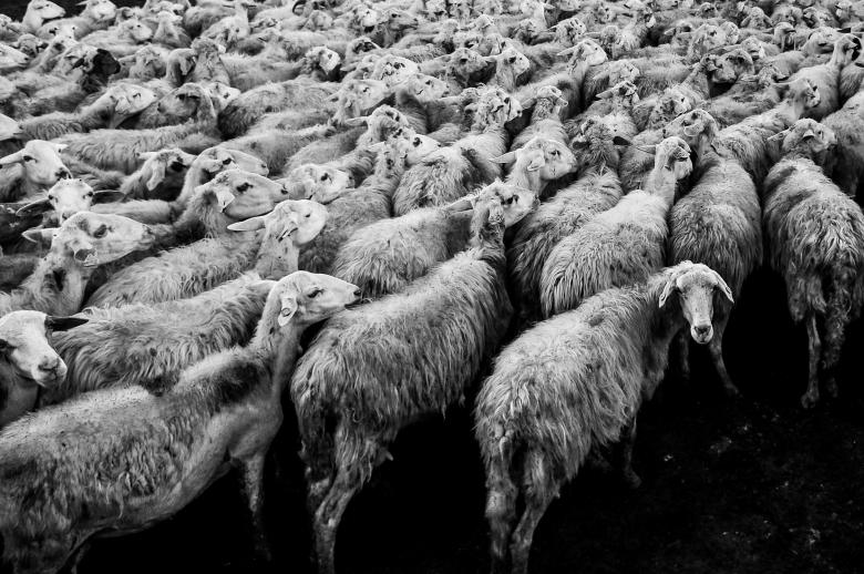 Free stock image of Herd created by Unsplash