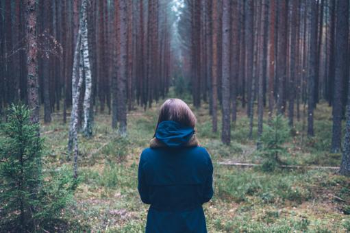 Into the woods - Free Stock Photo