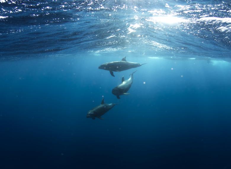 Free stock image of Dolphin Gang created by Unsplash