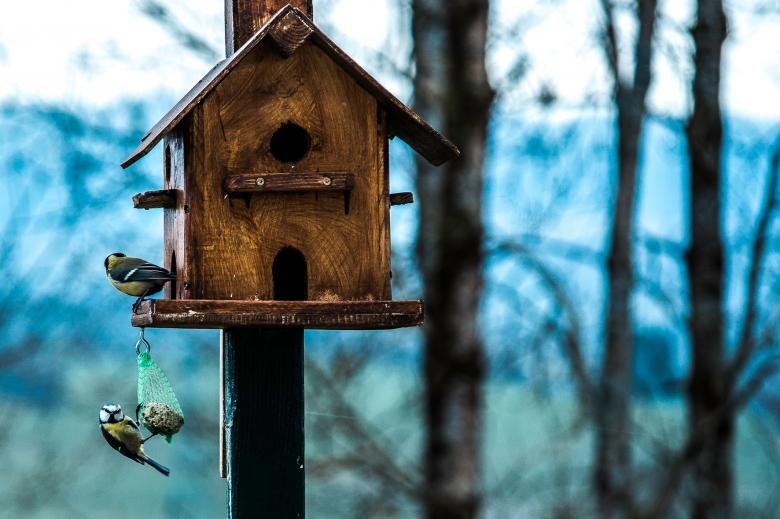 Free stock image of The Bird House created by Unsplash