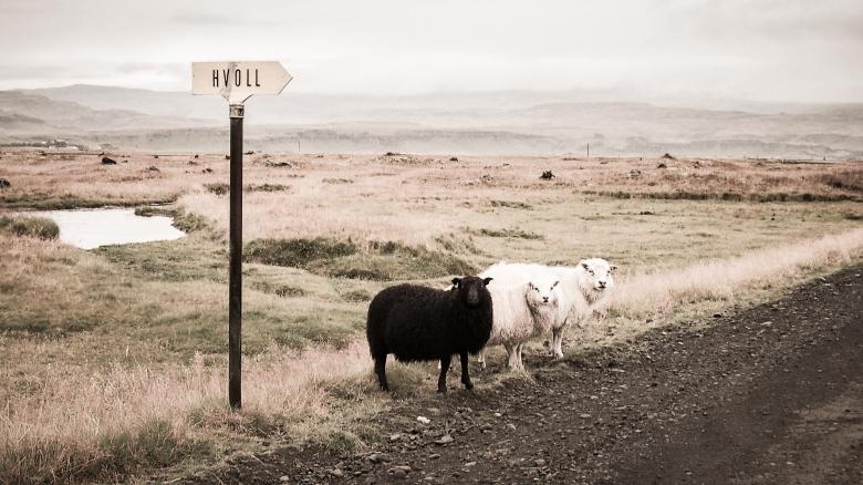 Free stock image of Icelandic Sheep created by Unsplash