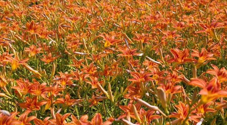 Free stock image of Field of Flowers created by Unsplash