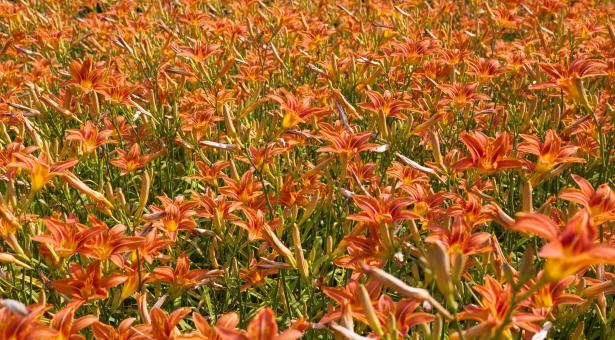 Free Stock Photo of Field of Flowers