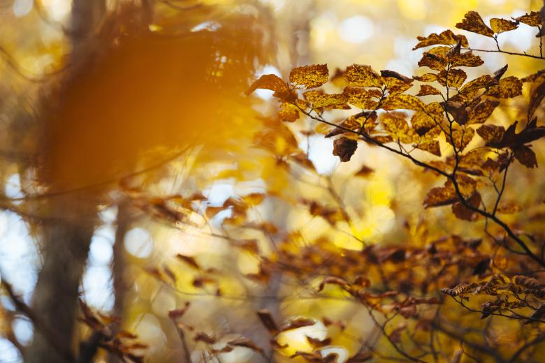 Free stock image of Dry Leaves created by Unsplash