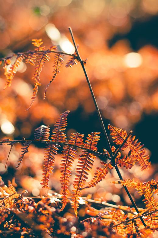 Free stock image of Spring created by Unsplash