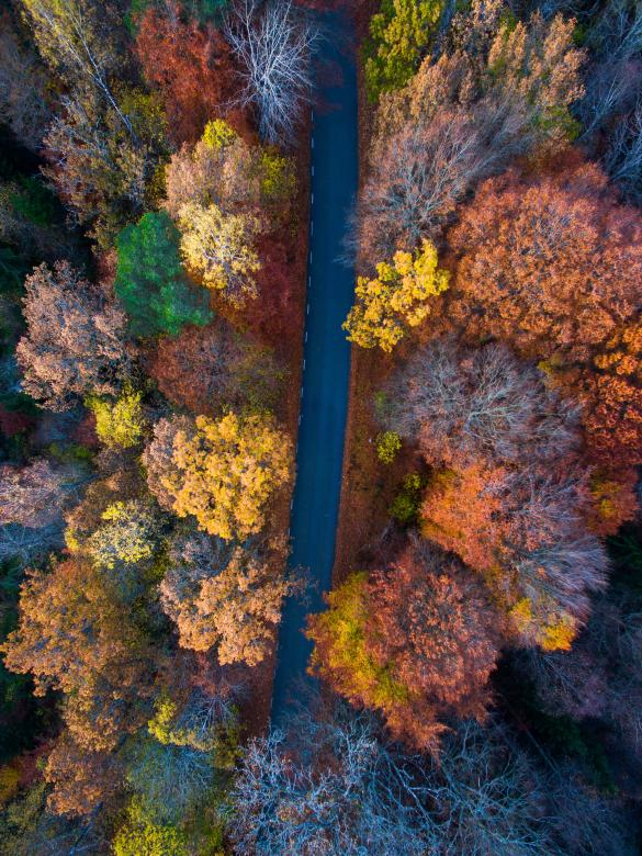 Free stock image of The Path Through the Woods created by Unsplash