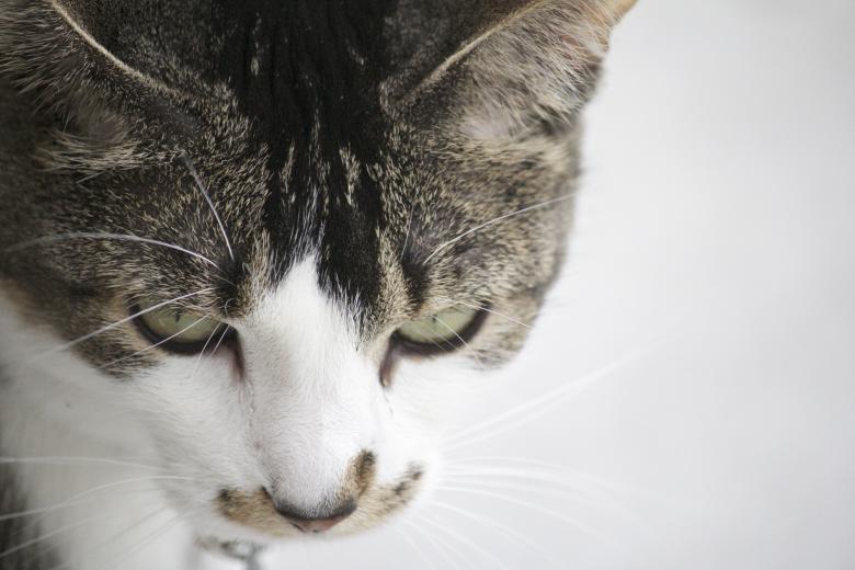 Free stock image of Hey Kitty created by Unsplash