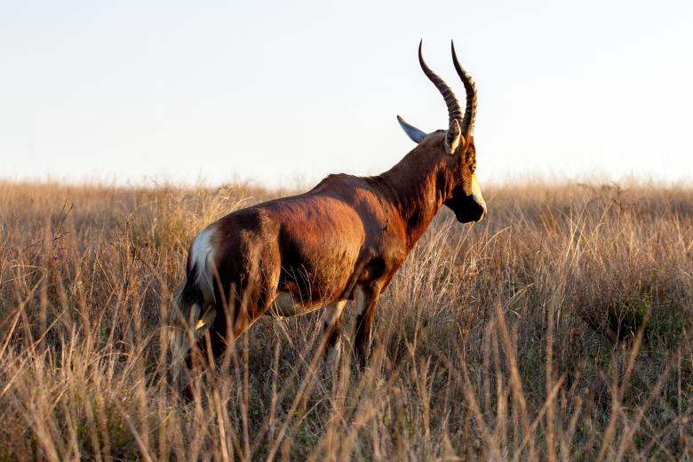 Free stock image of Horns created by Unsplash