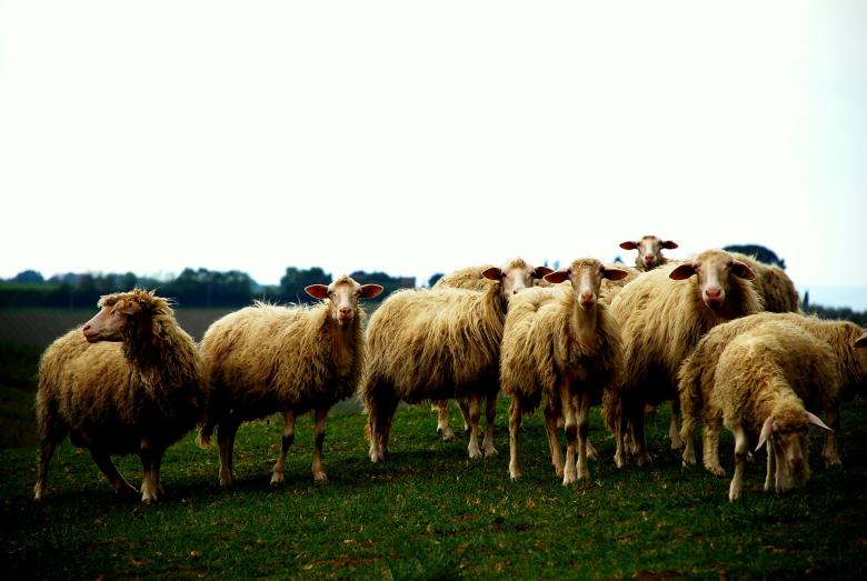 Free stock image of Herd created by Unsplash