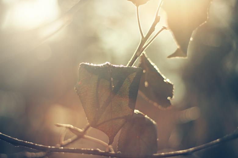 Free stock image of Dying created by Unsplash