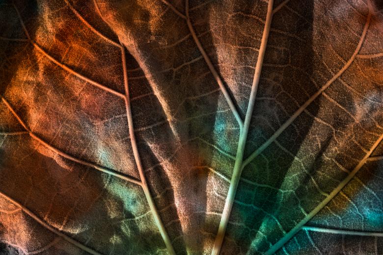 Free stock image of Leaking Luster Leaf created by Nicolas Raymond